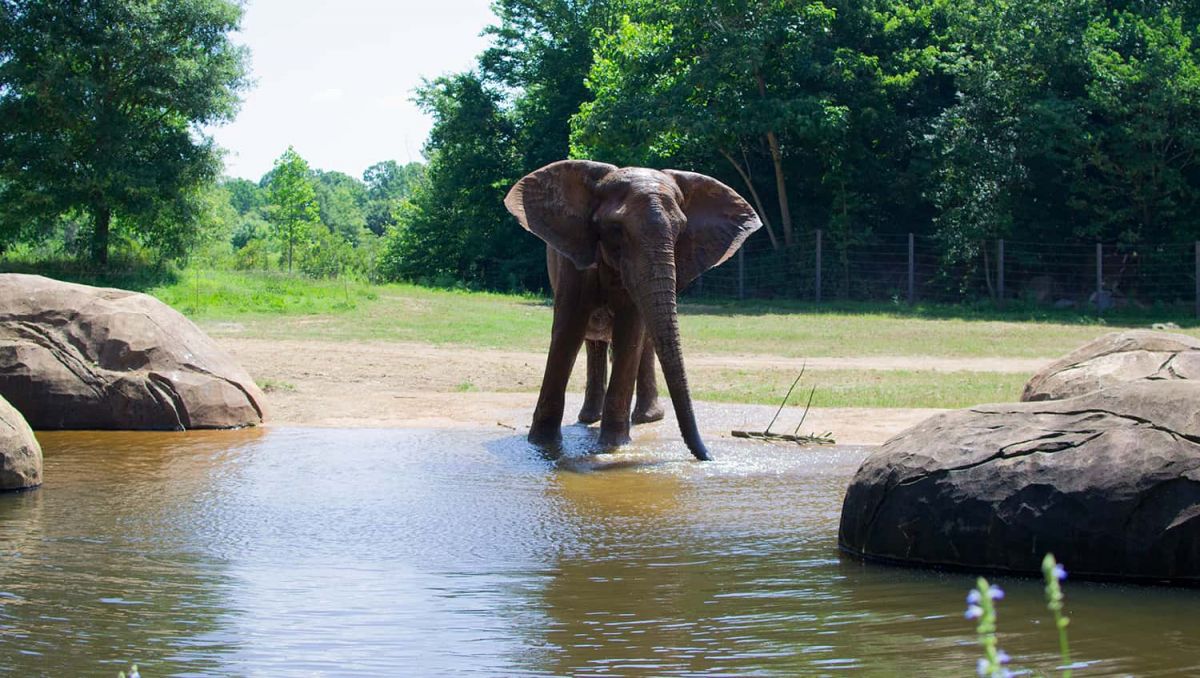 asheboro zoo nc prices